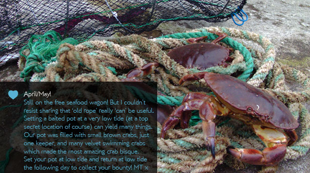 Wonderful wild Cornish crab