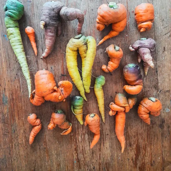 wonky carrots to be roasted for a sharing wedding feast in cornwall.